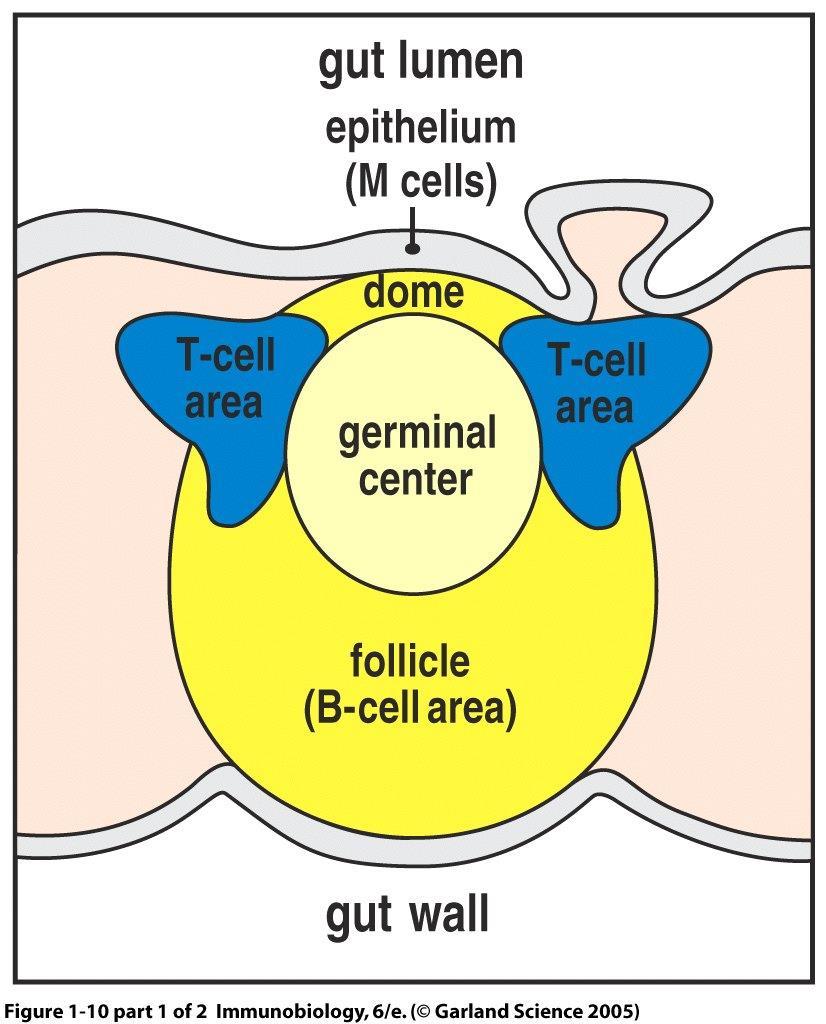 cell staining (IgM) GC