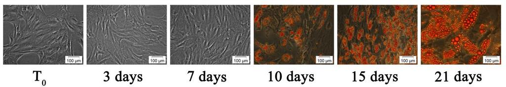 5 mm IBMX 1 µm DEX 1 µg/ml Troglitazona 1 µm Insulina 10 µg/ml Biotina 200 µm Indometacin 0.1 mm Hidrocortizon 0.
