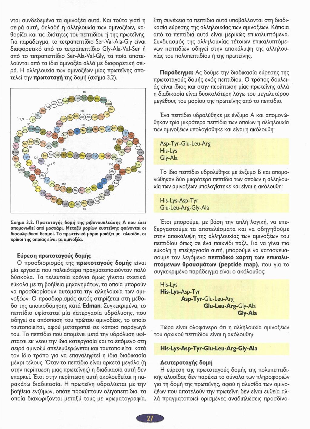 νται συνδεδεμένα τα αμινοξέα αυτά. Και τούτο γιατί η σειρά αυτή, δηλαδή η αλληλουχία των αμινοξέων, καθορίζει και τις ιδιότητες του πεπτιδίου ή της πρωτεΐνης.