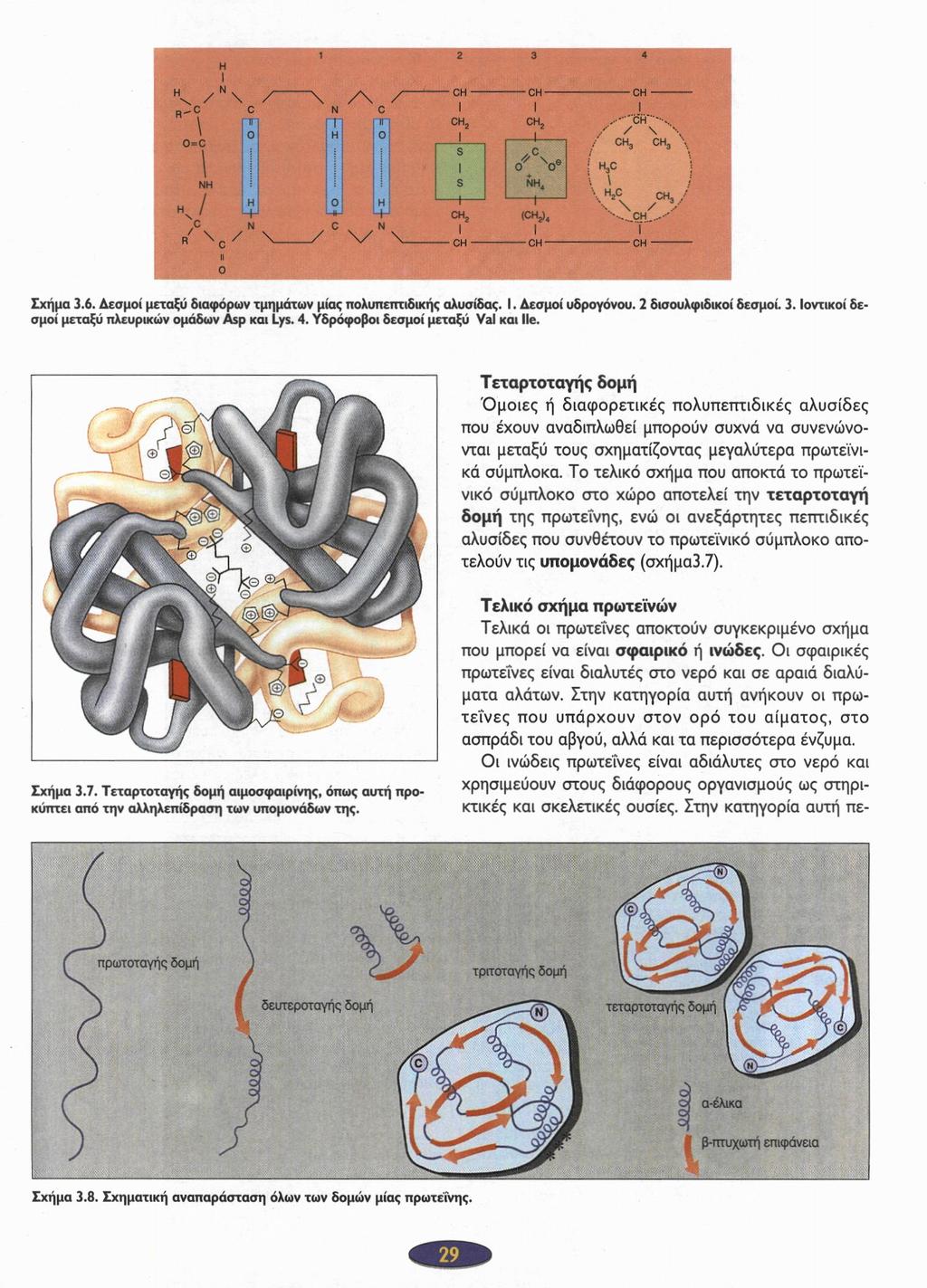 Σχήμα 3.6. Δεσμοί μεταξύ διαφόρων τμημάτων μίας πολυπεπτιδικής αλυσίδας. I. Δεσμοί υδρογόνου. 2 δισουλφιδικοί δεσμοί. 3. Ιοντικοί δεσμοί μεταξύ πλευρικών ομάδων Asp και Lys. 4.