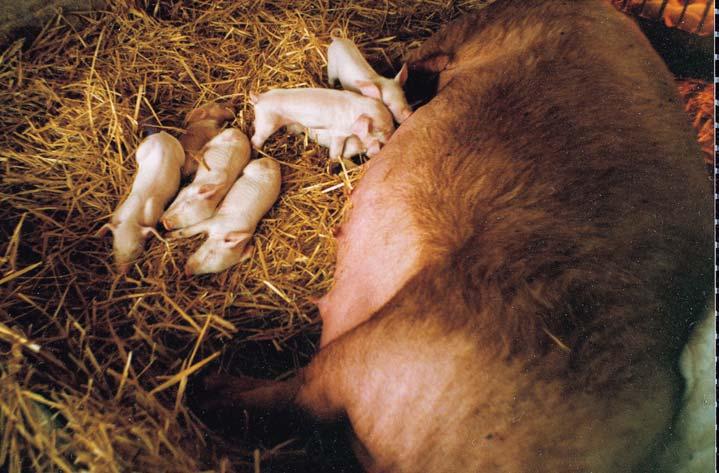 42 5 KMETIJSTVO 5.1. Grijanje štala U modernom stočarstvu vrlo je bitno da životinje imaju optimale uvjete. Kako bi brzo rasli, praščići ne smiju gubiti tjelesnu toplinu u okolinu ili pod.