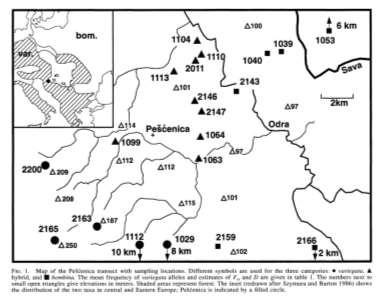 Υβριδισμός Υβρίδια [Nurnberger et al. 1995 Evolution 49(6), 1224-1238 (04)] Τα δύο είδη υβριδίζουν στην ανατολική Ευρώπη (εδώ Κροατία).