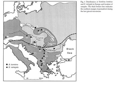 DNA με 5 περιοριστικά ένζυμα Little or no mtdna introgression