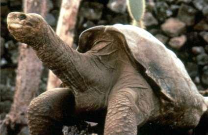 Σήμερα 15 taxa έχουν προσδιοριστεί (είδη ή υποείδη) 10 αρτίγονα