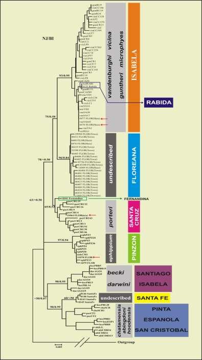 elephantopus Δεδομένα mtdna Δέντρο
