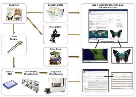 DNA barcoding: προς μια καταγραφή της ζωής H διεθνής σύμβαση «Barcoding Life»
