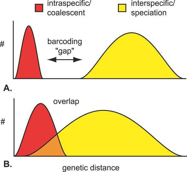 DNA barcoding: προς μια καταγραφή της ζωής Βασική προϋπόθεση είναι για το δείκτη(ες) που έχουν επιλεγεί, η διαειδική διαφοροποίηση να είναι πάντα μεγαλύτερη από την αντίστοιχη ενδοειδική!