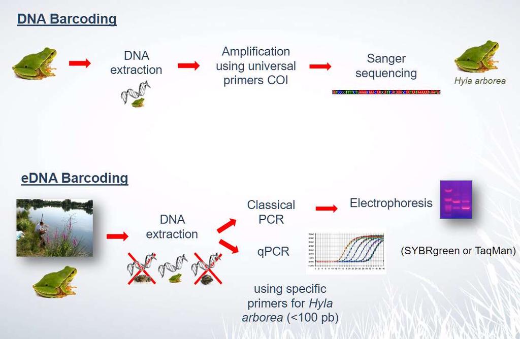 edna barcoding