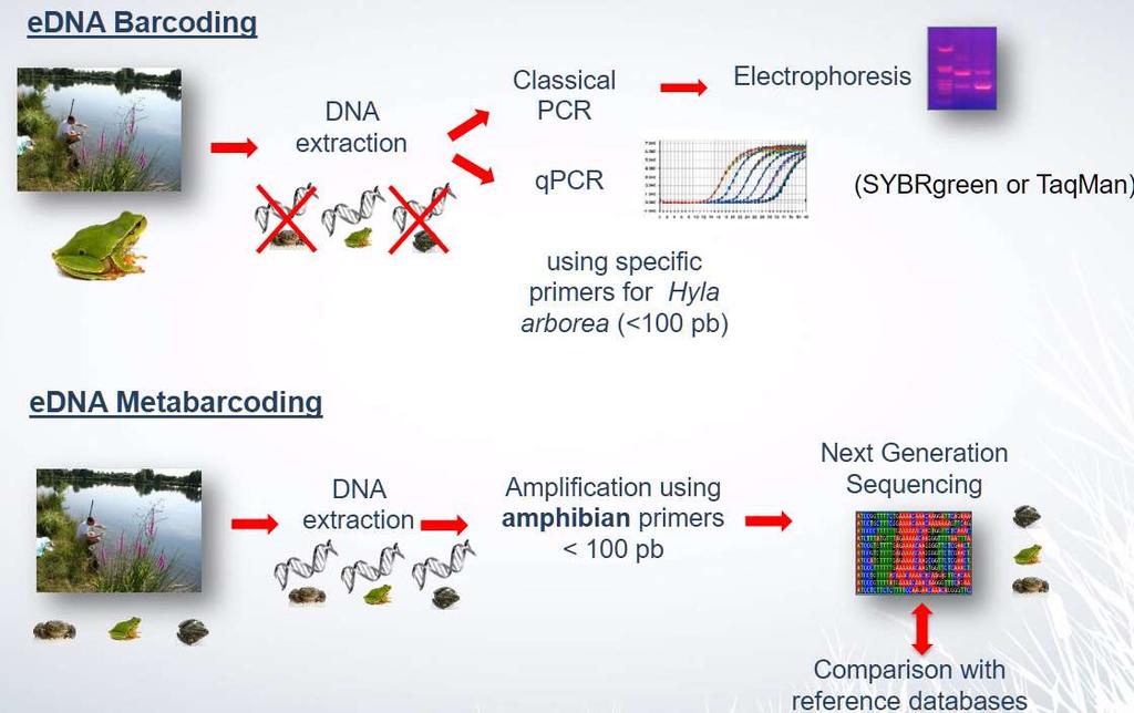 edna barcoding