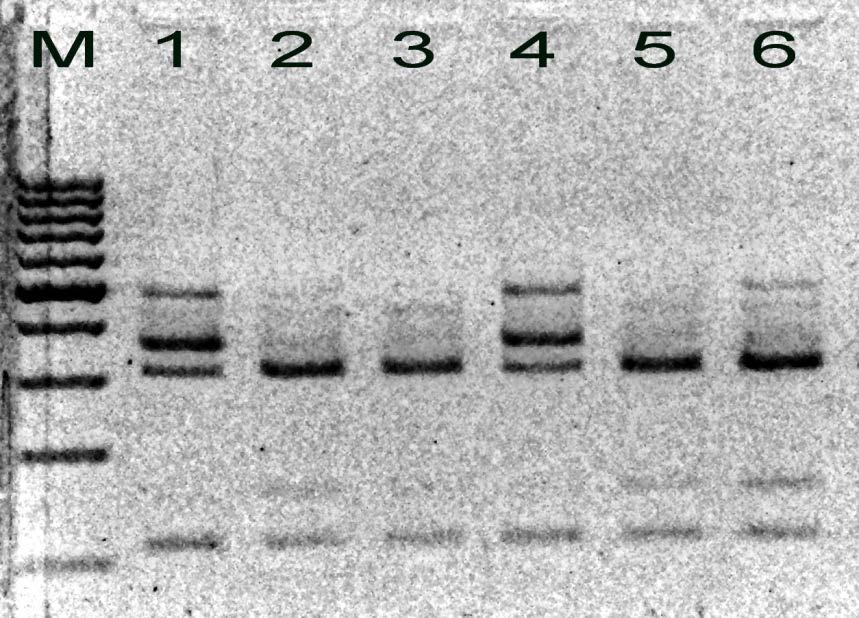 Слика 4: Пример резултата генотипизације CYP2C8*3 (416G>A, rs11572080) 467bp 357bp 310bp 110bp Колона M: 100 bp ДНК маркер; колоне 1, 4: 416G/A; колоне 2, 3, 5, 6: 416G/G