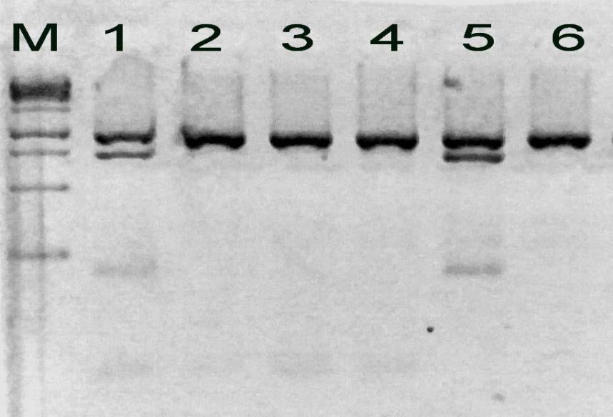 Слика 7.: Пример резултата генотипизације CYP1A2*
