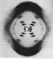 Δομή DNA Rosalind Franklin: Χρήση της μεθόδου περίθλασης των ακτινών Χ για τη φωτογράφηση ινών DNA.