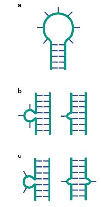 Δομή RNA Το RNA μπορεί να έχει πολύπλοκες τρισδιάστατες δομές α Ένα μόριο RNA συχνά αναδιπλώνεται και