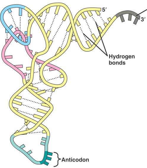 Δομή RNA Το RNA μπορεί να έχει πολύπλοκες τεταρτοταγείς δομές Η μεγάλη ευελιξία του