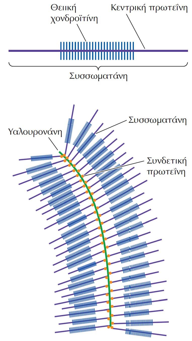 Σύμπλοκα συσσωματάνης (aggrecan) και υαλουρονάνης (hyaluronic acid) Η συσσωματάνη είναι μια μεγάλη πρωτεογλυκάνη που αποτελείται από περισσότερες από 100 αλυσίδες θειικής χονδροϊτίνης ενωμένες με μια