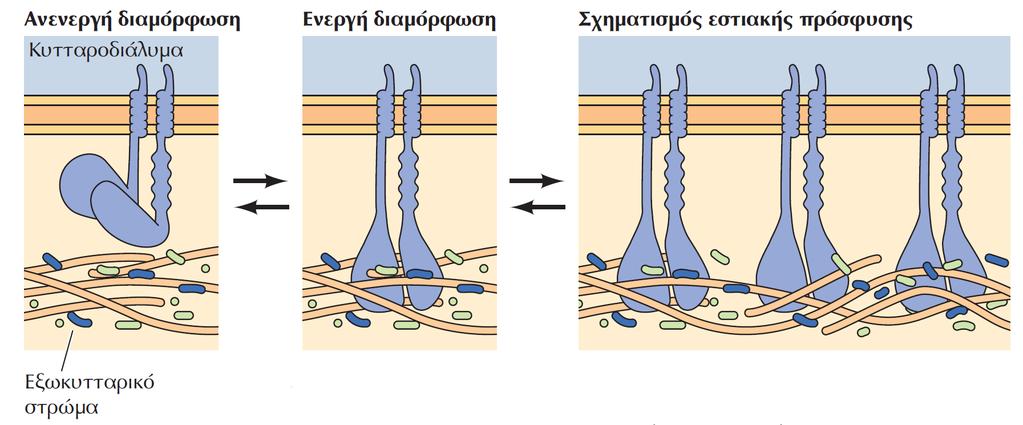 Ενεργοποίηση των ιντεγκρινών Στην ανενεργή διαμόρφωση, οι κεφαλές της ιντεγκρίνης παραμένουν κοντά στην επιφάνεια του κυττάρου.