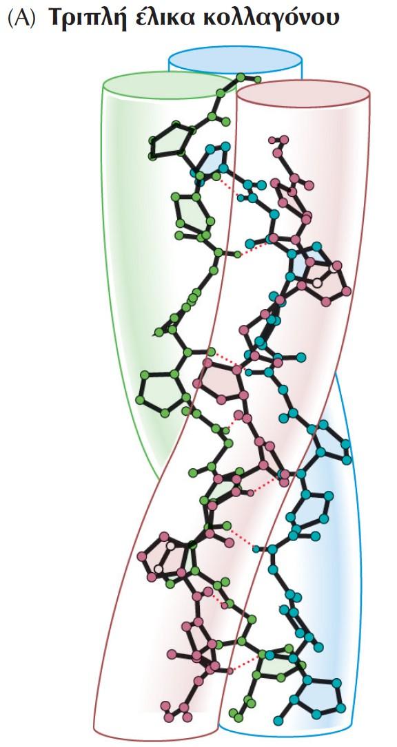 Η δομή του κολλαγόνου Η δομή του κολλαγόνου. (Α) Τρεις πολυπεπτιδικές αλυσίδες τυλίγονται η μία γύρω από την άλλη σχηματίζοντας μια χαρακτηριστική δομή τριπλής έλικας.