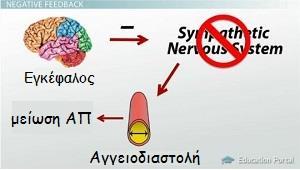 Κεντρικά δρώντες α 2 - aδρενεργικοί αγωνιστές Κλονιδίνη Μεθυλντόπα (υπέρταση της κύησης) Δρουν κυρίως κεντρικά, διεγείροντας τους