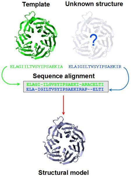 Homology Modeling 2/4 πρωτεΐνη στόχος (target sequence) άγνωστης δομής πρωτεΐνη πρότυπο (template sequence) γνωστής
