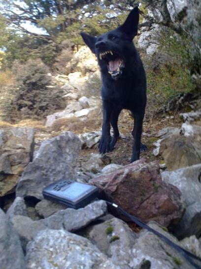 Η Ευρωπαϊκή Ομάδα Σκύλων επισκέφθηκε την Κρήτη 2 φορές, τον Οκτώβριο του 2011 και τον Οκτώβριο του 2012. Αποτελούνταν από έναν οδηγό-εκπαιδευτή και 3-4 εκπαιδευμένους σκύλους.