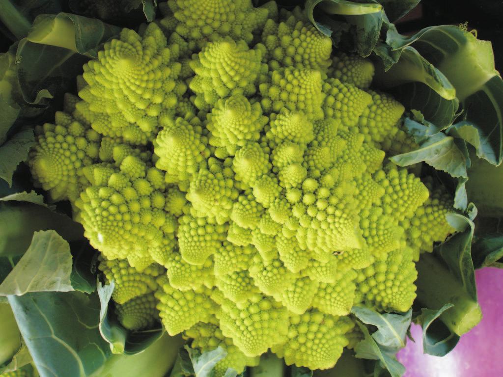 Broccoli Romanesco Alexandru Negrescu