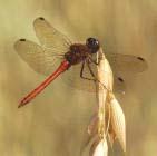 Odonata - ρακόµυγες Τα ακµαία τους είναι µεγάλα και συχνά όµορφα χρωµατισµένα έχουν τέσσερα ζευγάρια µεµβρανώδη φτερά, περίπου ιδίου µεγέθους.