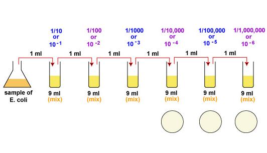ΑΣΚΗΣΗ 3 ΠΡΟΣΔΙΟΡΙΣΜΟΣ ΜΙΚΡΟΒΙΑΚΟΥ ΦΟΡΤΙΟΥ Την πιο συνηθισμένη μέθοδο προσδιορισμού του μικροβιακού φορτίου ενός προϊόντος αποτελεί η απαρίθμηση των αποικιών (colony count) που σχηματίζονται σε