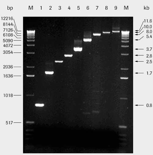 Σχήμα 2. Πηκτή αγαρόζης με προϊόντα PCR διαφόρων μεγεθών.