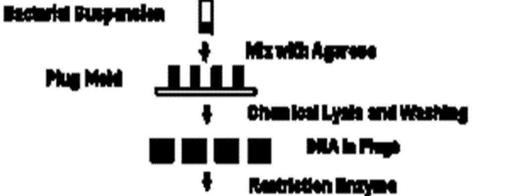 κομμάτια της αγαρόζης που περιέχουν τα θραύσματα DNA ενσωματώνονται σε αγαρόζη και ακολουθεί ηλεκτροφόρηση με PFGE (Σχήμα 5).