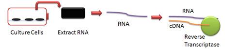 II. Τρανσκριπτομική Η συνεχής πρόοδος της τεχνολογίας στην ανάπτυξη μοριακών τεχνικών, συνέβαλε στη δημιουργία μιας μοριακής μεθόδου που βασίζεται στην αρχή της PCR, τη λεγόμενη PCR πραγματικού