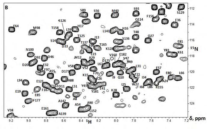 Εικόνα 31: 1 H- 15 N HSQC της επικράτειας H-NOX C139A του Nostoc sp έπειτα από ταυτοποίηση των αμινοξέων.