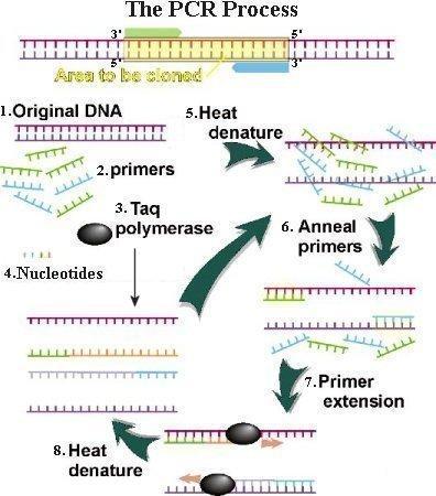 ΣΧΗΜΑΤΙΚΗ ΠΑΡΑΣΤΑΣΗ PCR Βήματα αντίδρασης Αρχική αποδιάταξη του δίκλωνου γενωμικού DNA Αποδιάταξη-