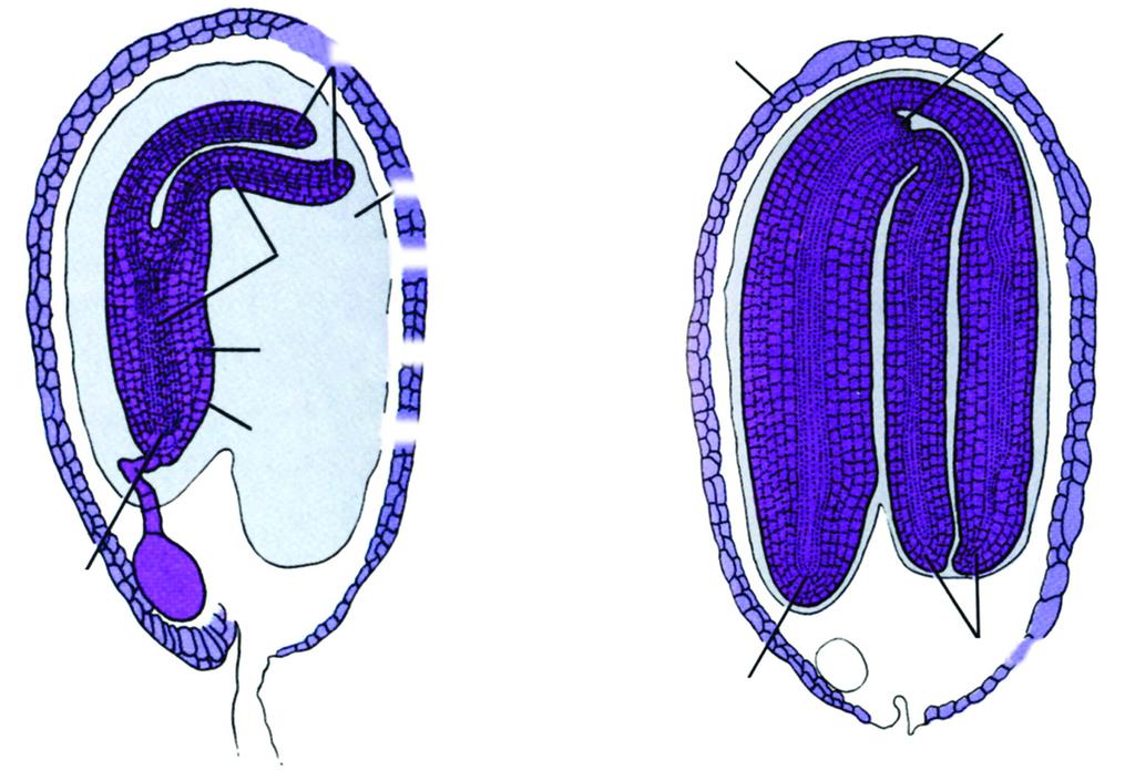 Η ΔΗΜΙΟΥΡΓΙΑ ΤΟΥ ΣΠΕΡΜΑΤΟΣ κοτυληδόνες περίβλημα σπέρματος κορυφαίο μερίστωμα βλαστού ενδοσπέρμιο προκάμβιο