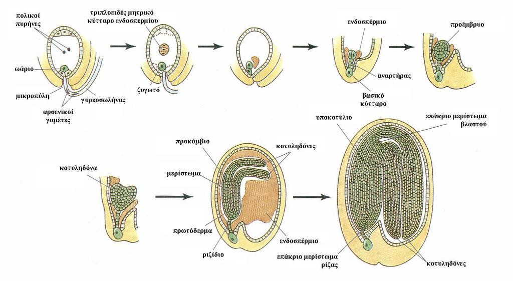 Η ΑΝΑΠΤΥΞΗ ΤΟΥ ΦΥΤΙΚΟΥ ΕΜΒΡΥΟΥ α) το τριπλοειδές ενδοσπέρμιο διαιρείται πολλές φορές μιτωτικά και δημιουργεί ένα θρεπτικό ιστό για τη θρέψη του αναπτυσσόμενου