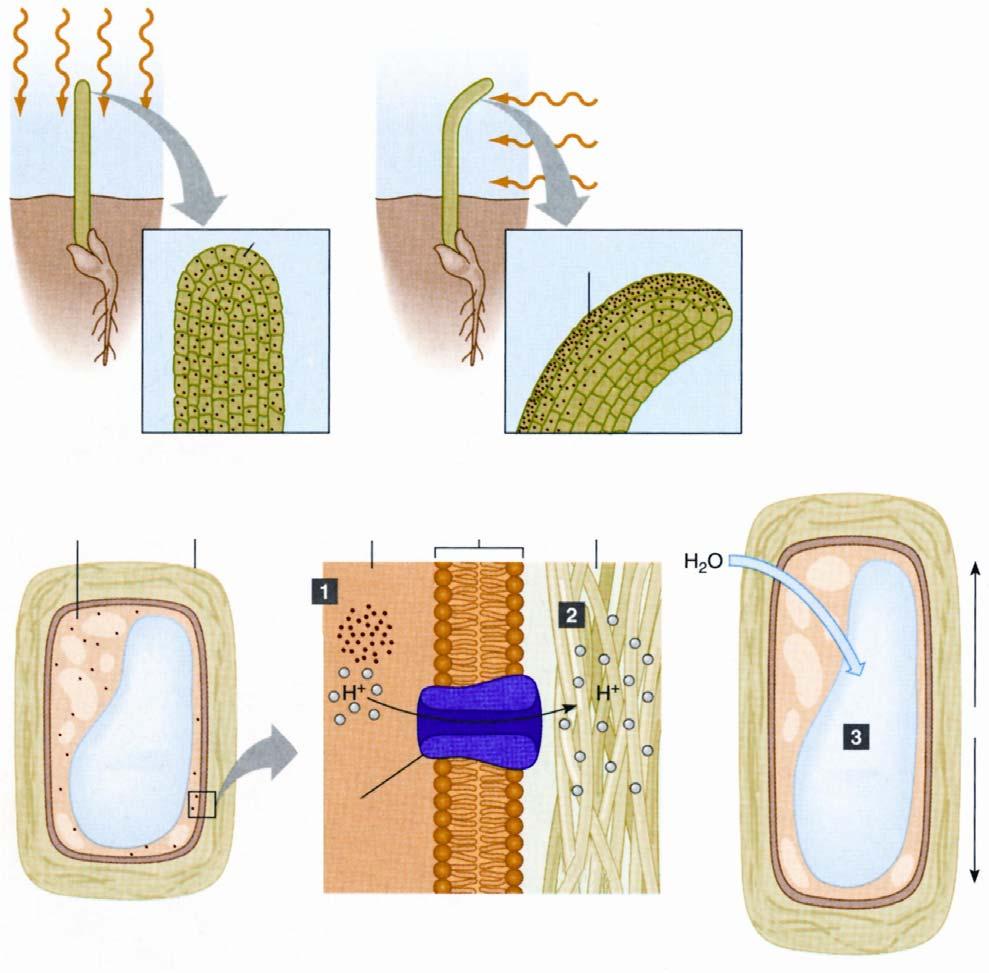 ΟΙ ΦΥΤΟΡΜΟΝΕΣ: οι αυξίνες προκαλεί την επιμήκυνση των κυτταρικών τοιχωμάτων