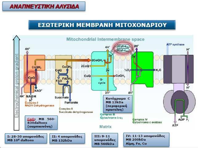 ΕΞΩΤΕΡΙΚΗ ΜΕΜΒΡΑΝΗ ΜΙΤΟΧΟΝΔΡΙΟΥ