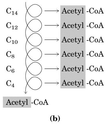 oa oa oa oa oa AcetiloA vstopi v Krebsov cikel, dodatno nastanejo NAD, FAD, and GTP. ksidacija MK je pomemben vir celičnega ATP.