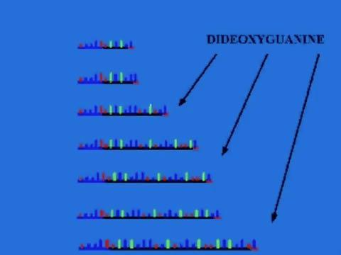 di-deoxynucleosidetriphosphates (ddntps) σταματούν την αντιγραφή σημαδεύεται ο