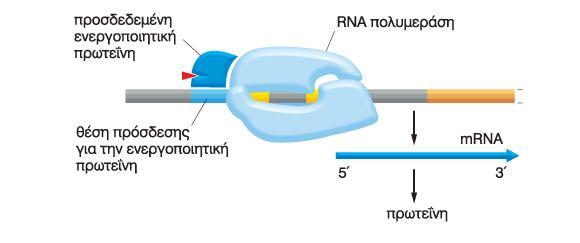 (Operator) RNA