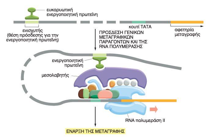 Ευκαρυωτικά: Υποκινητης (Promoter), Ενισχυτής (Enhancer) RNA πολυμεράση II; µεταγραφικοί παράγοντες