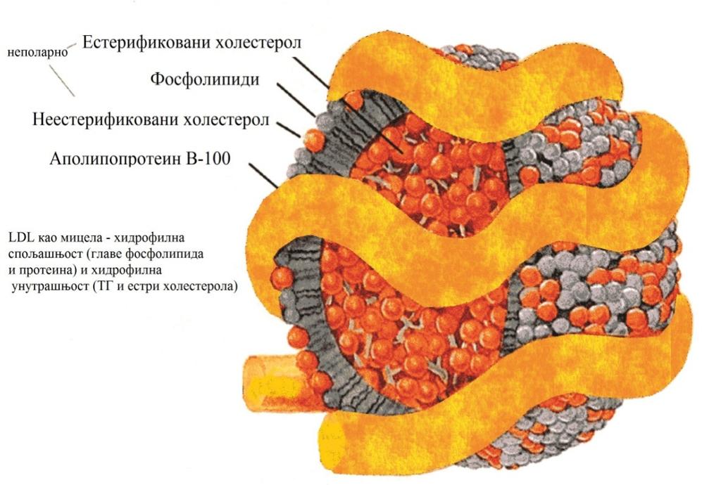 Увод Слика 5. Шематски приказ LDL честице Језгро честице LDL-a садржи естерификовани холестерол и триглицериде и масне киселине везане за фосфолипиде.