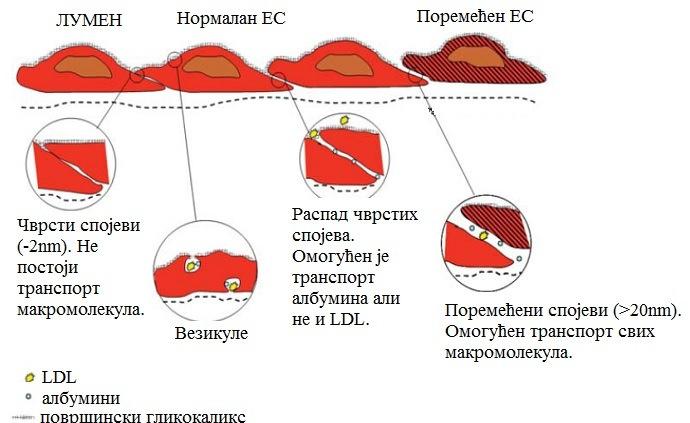 Увод Могући узроци ендотелне дисфункције који воде ка атеросклерози односе се на повећање и модификацију LDL-а, слободних радикала изазваних конзумирањем цигарета, хипертензијом и diabetes