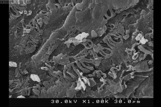 همکاران و لنگرودی صمدانی % T b a 4 36 3 8 4 8 6 4 8 cm - جذب از پس )b( و جذب از پیش )a( جاذب FT-IR طیفهای 8 شکل )SEM( روبشی الکترونی میکروسکوپ تصویر شکل و ازگیل هسته پوسته SEM تصویر 9 شکل که پیداست
