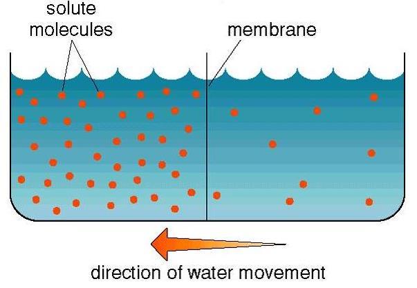 الضغط االسموزي Osmotic Pressure A solution and pure solvent are separated by a semipermeable membrane, which allows solvent but not solute molecules to pass through.
