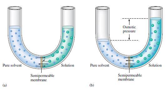 High concentration Low concentration عند وضع غشاء شبة منفذ membrane) (semipermeable بين محلولين مختلفي التركيز فإن الغشاء يسمح بنفاذ المذيب ( السائل( سواء كان ماء او غيره في كال االتجاهين ولكن سوف