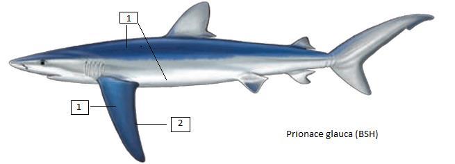 Prionace glauca (BSH) Γλαυκός, Γλαυκοκαρχαρίας ή Γαλάζιος Μέγιστο δημοσιευμένο μήκος 750 εκατοστά και μέγιστο βάρος 350 κιλά. Περιστασιακά αλιεύονται άτομα με μήκος από 150 έως 450 εκατοστά 1.