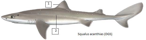 Squalus acanthias (DGS) Κεντρόνι Μέγιστο δημοσιευμένο μήκος 160 εκατοστά και μέγιστο βάρος 9 κιλά. Περιστασιακά αλιεύονται άτομα με μήκος από 50 έως 60 εκατοστά. 1. Στο πρώτο ραχιαίο πτερύγιο υπάρχει αγκάθι (εκτεθειμένη άκανθα).