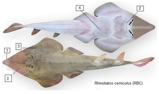 2. Rhinobatos cemiculus (RBC) Μήκος το λιγότερο τα 180 εκατοστά με σύνηθες τα 40-80 εκατοστά. Κριτήρια αναγνώρισης 1. Ρύγχος τριγωνικό ελαφρώς μυτερό 2.