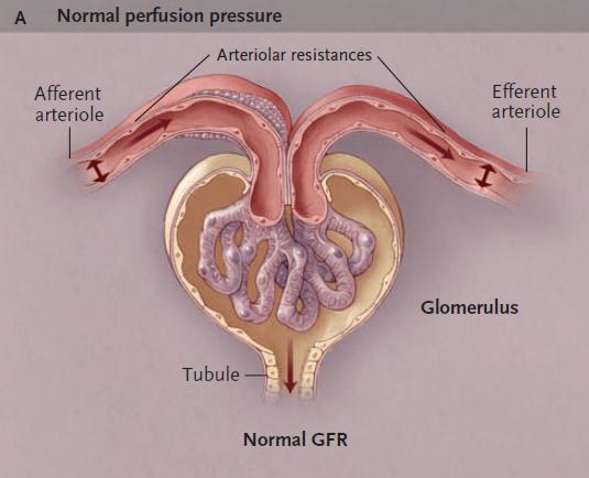 GFR prietok krvi obličkami (renal blood flow, RBF) efektívny cirkulujúci objem, srdcový výdaj