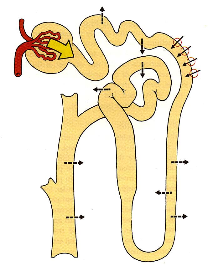 Eliminacija zdravila glomerulna filtracija (GFR) aktivna tubulna sekrecija in reabsorpcija